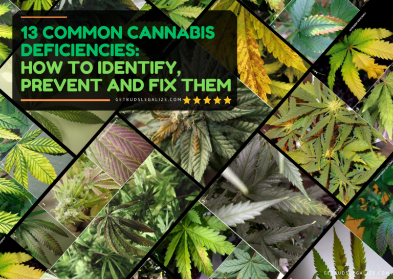 13 Cannabis Deficiencies And How To Deal With Them