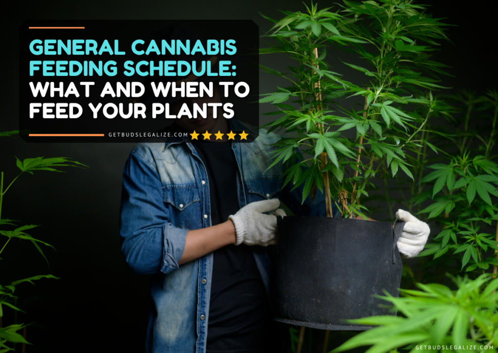 General Cannabis Feeding Schedule What And When To Feed Your Plants