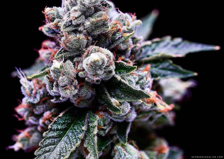 What Is The Best Cannabis Strain For Pain Relief Our Top Picks