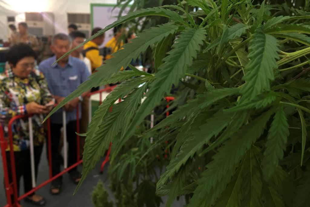 First step to Decriminalising Cannabis in Asia, thailans, marijuana, weed, pot, legalizing