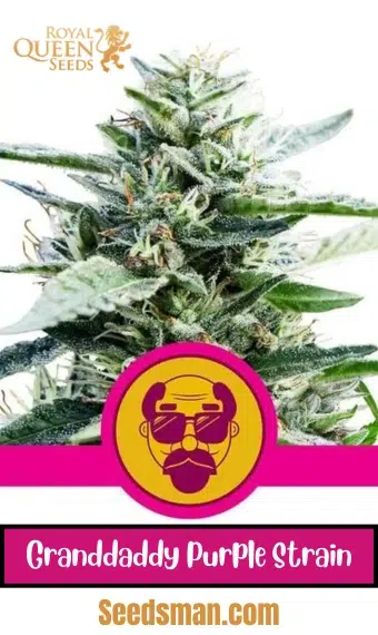 Navigating Cannabis Use in Cancer Treatment: What You Need to Know 21 Granddaddy Purple cannabis strain seeds from Royal Queen Seeds.