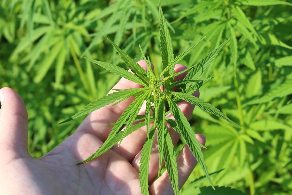 hemp plant, hand, cannabis sativa