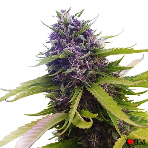 ilovegrowingmarijuana.com blueberry