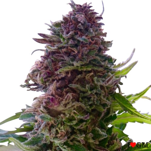 ilovegrowingmarijuana.com granddaddy purple seeds fem