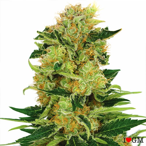 ilovegrowingmarijuana.com pineapplehaze