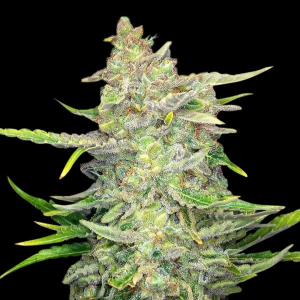 Sweet Tooth strain review grow flower