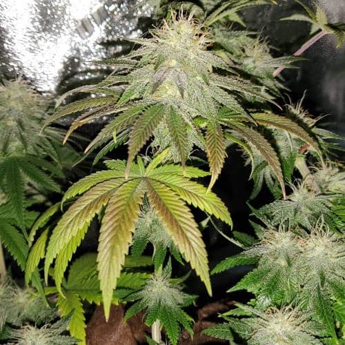 Khalifa Kush strain review, cannabis, marijuana, weed, pot, plant