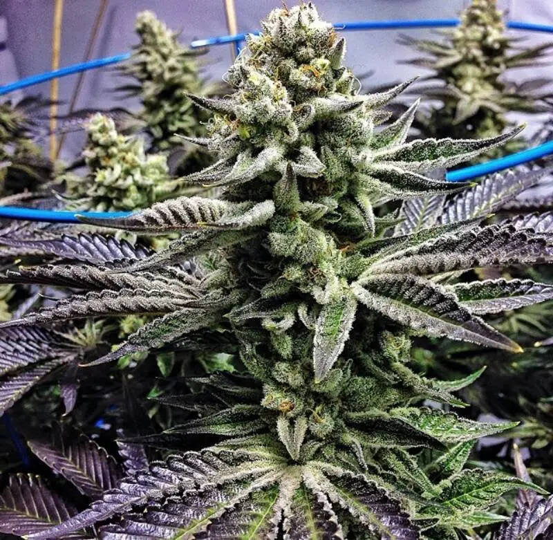 Cookies and Cream