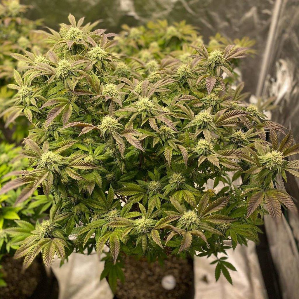 Sour Kush strain review, cannabis, marijuana, weed, pot, plant