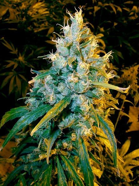 getbudslegalize.com/dutch-treat-haze-strain-review, cannabis, marijuana, weed pot, plant