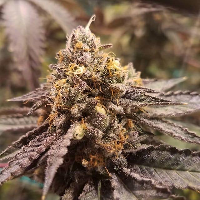 Cherry Kush strain review, cannabis, marijuana, weed, pot, plant