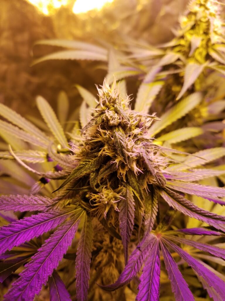 Pineapple Kush Strain Review & Growing Guide - GetBudsLegalize.com