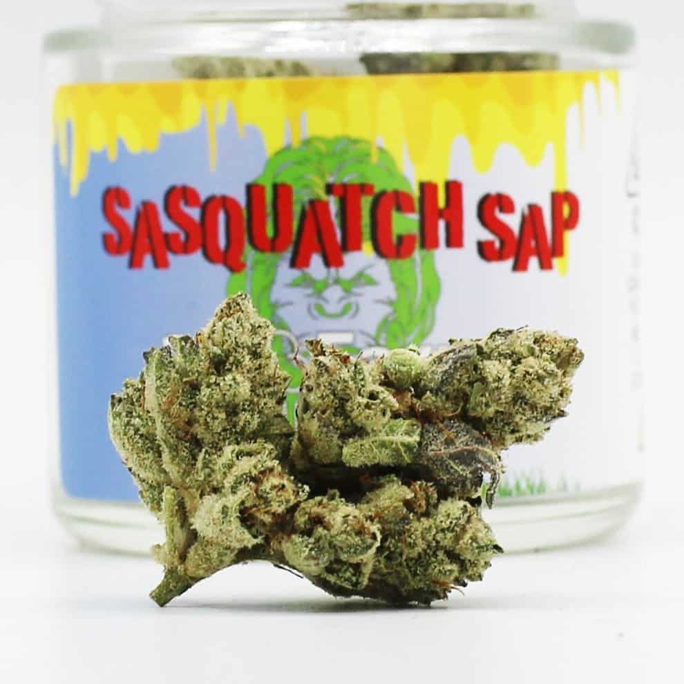 Sasquatch Sap strain review, cannabis, weed, marijuana, pot, plant