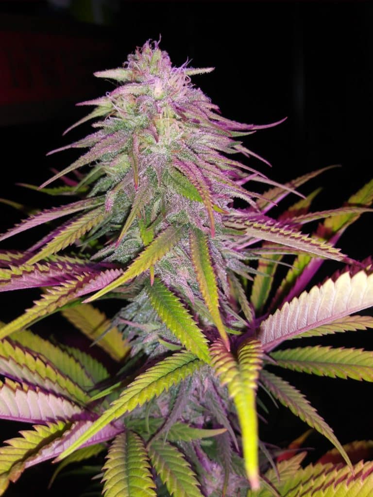 Strawberry Kush strain review, cannabis, marijuana, weed, pot, plant