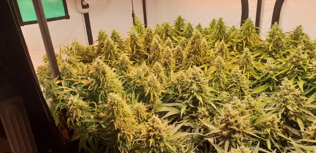 Pineapple Express Strain Review & Growing Info, marijuana, weed, cannabis seeds, barney's farm