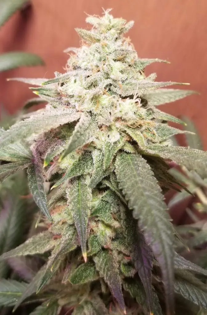 Banana Kush Strain Review & Growing Guide, marijuana, weed, cannabis seeds, ILGM