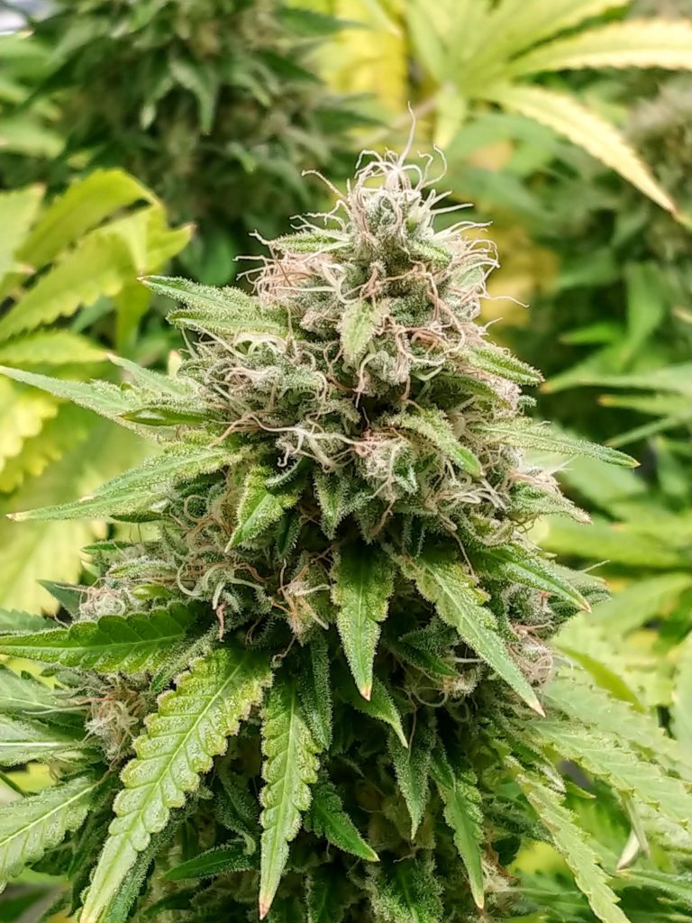 Trainwreck strain review, cannabis, marijuana, weed, pot, plant