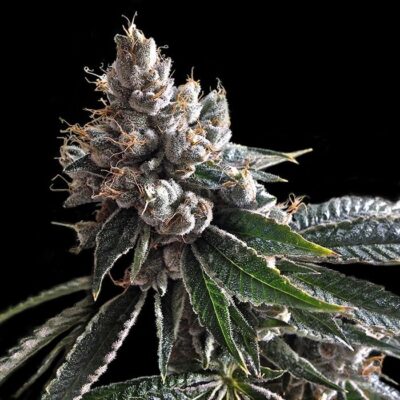 Holy Grail Strain Review & Growing Guide | Best Cannabis Seed Review 18 Holy Grail Strain Review & Growing Guide, weed, marijuana, cannabis, seeds, seedsman, dna genetics