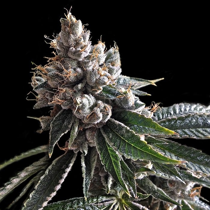Holy Grail strain review growinf flower cannabis marjiuana grow