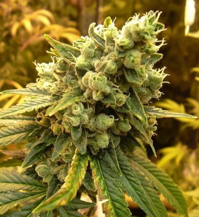 sour disel