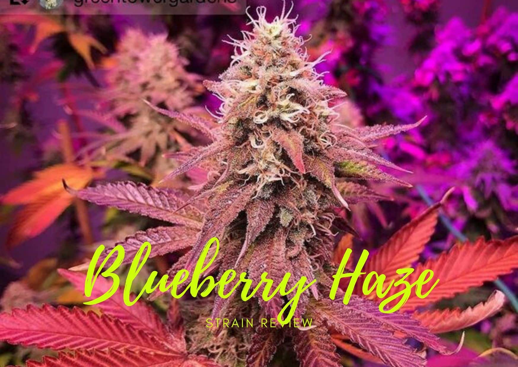 Blueberry Haze strain review – GetBudsLegalize.com