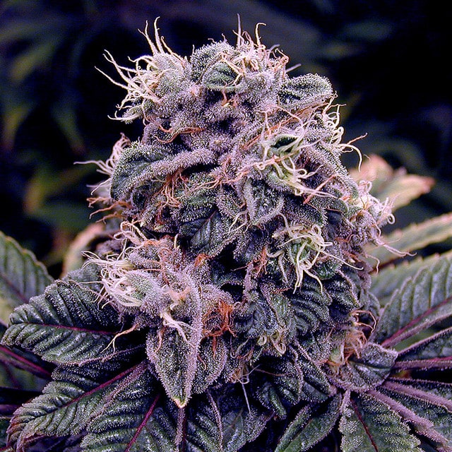 blueberry OG kush plant, weed, marijuana, cannabis, pot