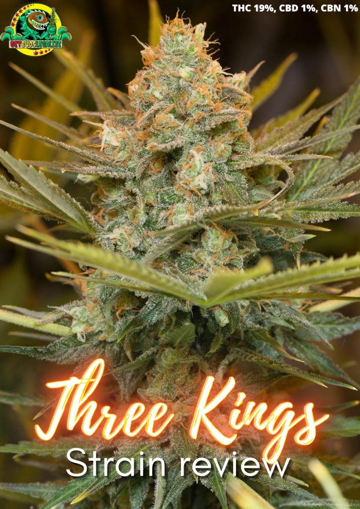 Three Kings strain review, cannabis, marijuana, weed, pot, plant, seeds