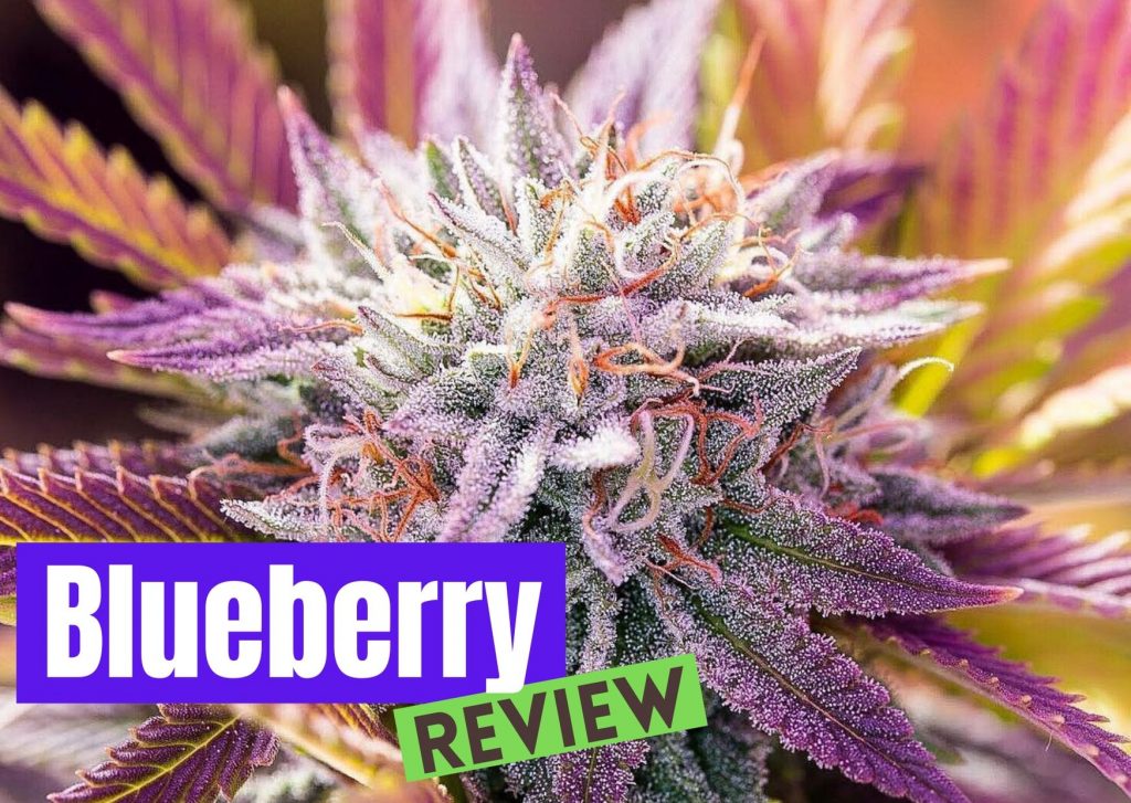 Blueberry strain review – GetBudsLegalize.com