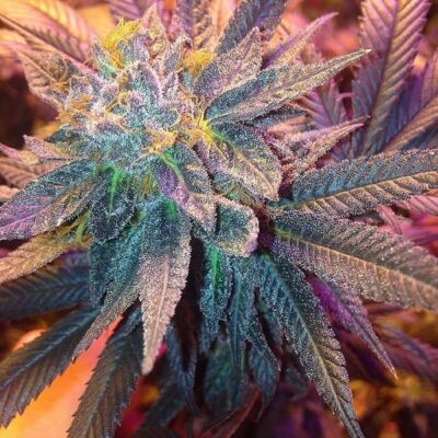 Candyland Strain Review & Growing Guide | Learn All About 17 Candyland Strain Review & Growing Guide, MARIJUANA, WEED, CANNABIS SEEDS, dR. sEEDS