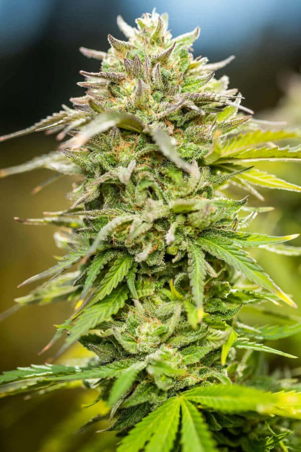 Bubblegum strain review, cannabis, marijuana, weed, pot, plant