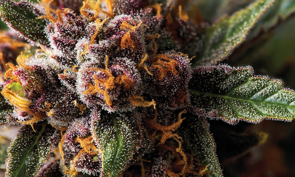 Forbidden Fruit Cannabis strain