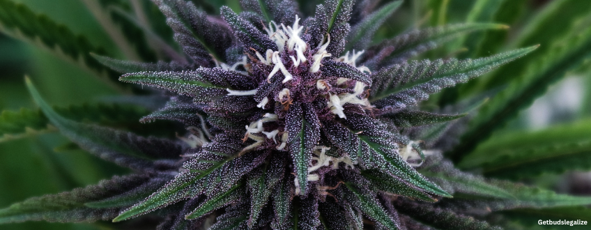 Blue Cheese Strain Review & Growing Info 10 Blue Cheese Strain Review & Growing Info, cannabis, marijuana, weed, seeds, ILGM
