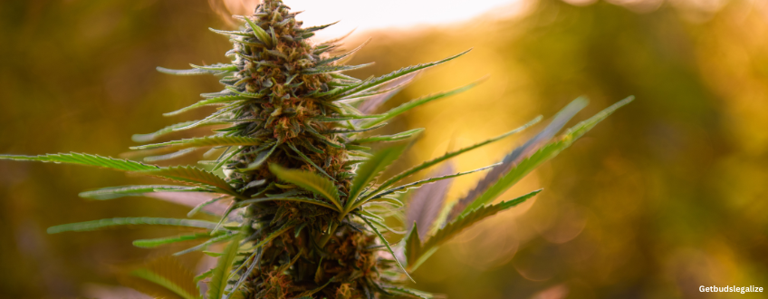 Sour Tangie cannabis Strain Review & Growing Info, marijuana, weed, cannabis seeds, dna genetics, seedsman