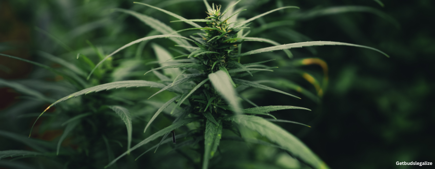 Sour Tangie marijuana Strain Review & Growing Info, marijuana, weed, cannabis seeds, dna genetics, seedsman