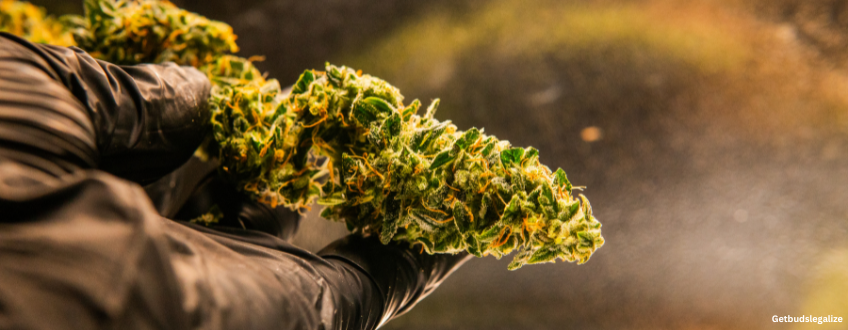 Sour Tangie weed Strain Review & Growing Info, marijuana, weed, cannabis seeds, dna genetics, seedsman
