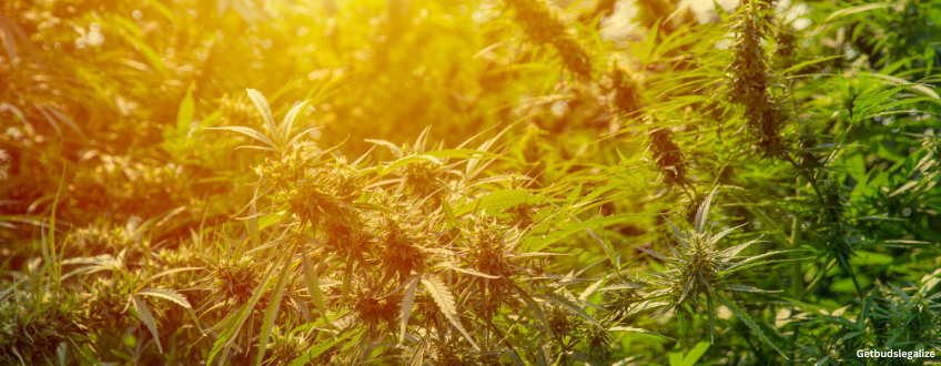 Sour Tangie marijuana Strain Review & Growing Info, marijuana, weed, cannabis seeds, dna genetics, seedsman