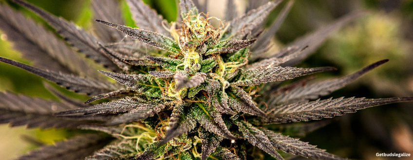 Mac 1 cannabis Strain Review & Growing Guide (Aka Miracle Alien Cookies), marijuana, weed, cannabis seeds, DR. Seeds