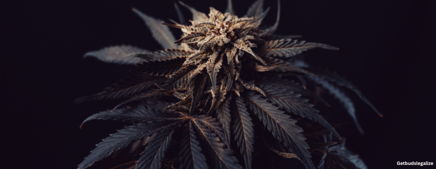 Mac 1 marijuana Strain Review & Growing Guide (Aka Miracle Alien Cookies), marijuana, weed, cannabis seeds, DR. Seeds