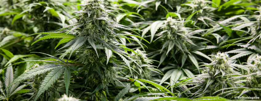 Sour Kush weed Strain Review & Growing Guide (Aka Sour OG Kush), cannabis, marijuana, seeds, ilgm, seedsman, dna genetics