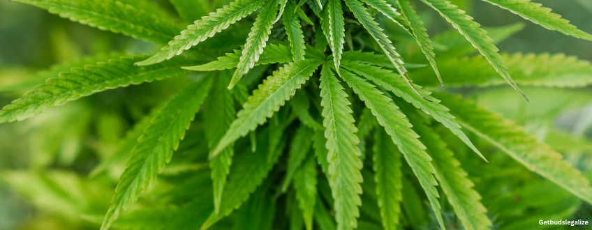 Sour Kush cannabis Strain Review & Growing Guide (Aka Sour OG Kush), weed, marijuana, seeds, ilgm, seedsman, dna genetics