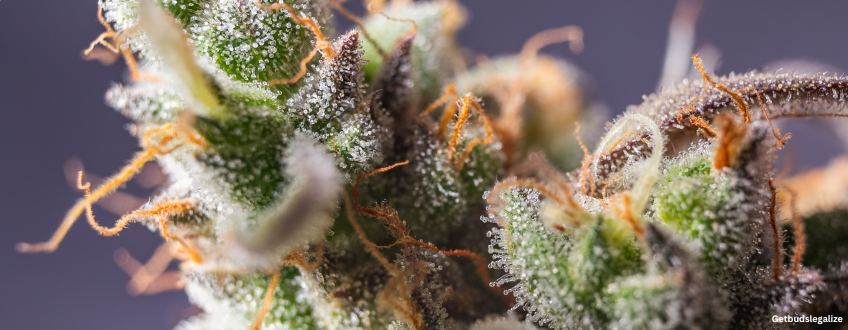 Sour Kush marijuana Strain Review & Growing Guide (Aka Sour OG Kush), weed, cannabis, seeds, ilgm, seedsman, dna genetics