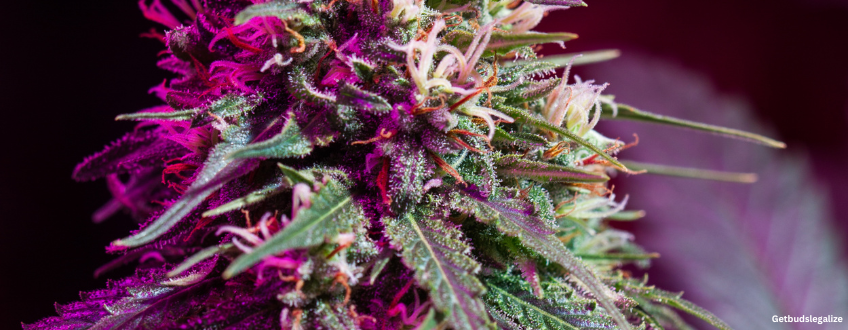 Peanut Butter Breath Strain Review & Growing Guide 16 Peanut Butter Breath marijuana Strain Review & Growing Guide, MARIJUANA, WEED, CANNABIS SEEDS, DR.SEEDS. SEEDSMAN