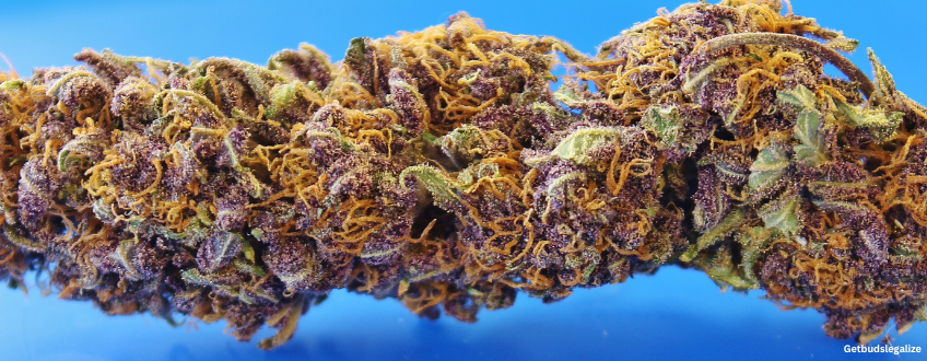 Peanut Butter Breath Strain Review & Growing Guide 7 Peanut Butter Breath cannabis Strain Review & Growing Guide, MARIJUANA, WEED, CANNABIS SEEDS, DR.SEEDS. SEEDSMAN