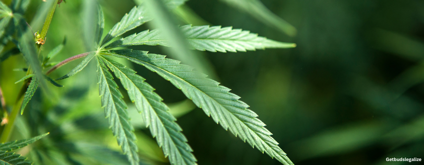 Peanut Butter Breath Strain Review & Growing Guide 13 Peanut Butter Breath weed Strain Review & Growing Guide, MARIJUANA, WEED, CANNABIS SEEDS, DR.SEEDS. SEEDSMAN