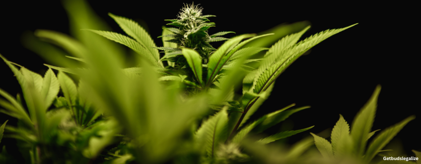 Peanut Butter Breath Strain Review & Growing Guide 10 Peanut Butter Breath weed Strain Review & Growing Guide, MARIJUANA, WEED, CANNABIS SEEDS, DR.SEEDS. SEEDSMAN