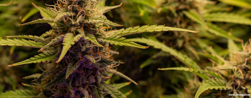 Birthday Cake Strain Review & Growing Guide (Aka Birthday Cake Kush) 10 Birthday Cake cannabis Strain Review & Growing Guide (Aka Birthday Cake Kush), MARIJUANA, WEED, CANNABIS SEEDS, DR.SEEDS