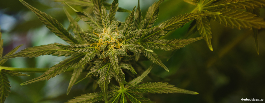 Birthday Cake Strain Review & Growing Guide (Aka Birthday Cake Kush) 13 Birthday Cake marijuana Strain Review & Growing Guide (Aka Birthday Cake Kush), MARIJUANA, WEED, CANNABIS SEEDS, DR.SEEDS