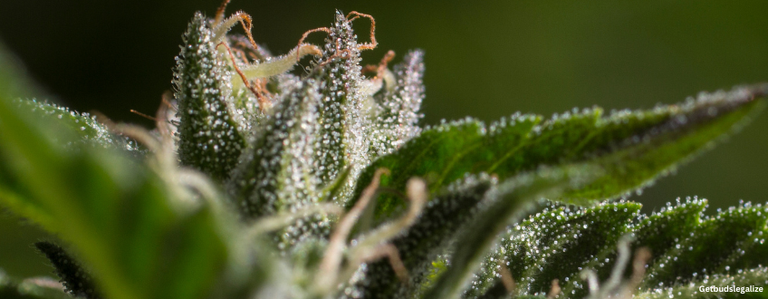 Birthday Cake Strain Review & Growing Guide (Aka Birthday Cake Kush) 7 Birthday Cake Strain Review & Growing Guide (Aka Birthday Cake Kush), MARIJUANA, WEED, CANNABIS SEEDS, DR.SEEDS