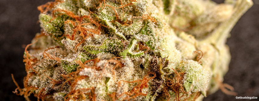 Birthday Cake Strain Review & Growing Guide (Aka Birthday Cake Kush) 16 Birthday Cake weed Strain Review & Growing Guide (Aka Birthday Cake Kush), MARIJUANA, WEED, CANNABIS SEEDS, DR.SEEDS