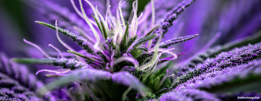 Fruity Pebbles Strain Review & Growing Guide 7 Fruity Pebbles weed Strain Review & Growing Guide (Aka FPOG, Fruity OG, Fruity Pebbles OG), marijuana, weed, cannabis seeds, Dr. Seeds, Herbies
